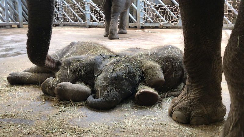 Sloní miminka z pražské zoo dělí šest týdnů, přesto jsou k nerozeznání